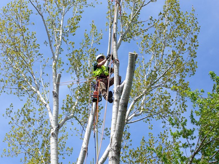 Tree climbing