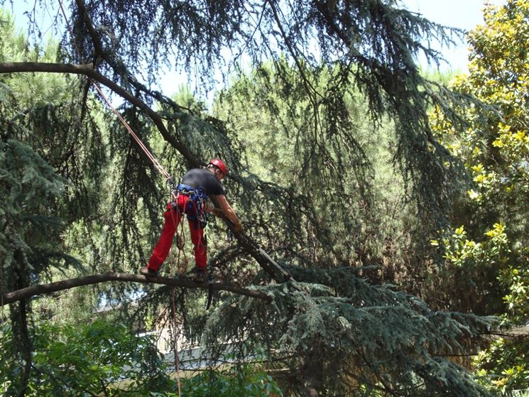 operare in tree climbing