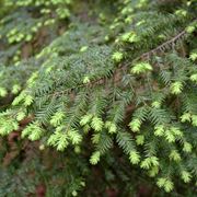 tsuga canadensis