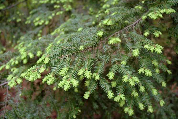 tsuga canadensis