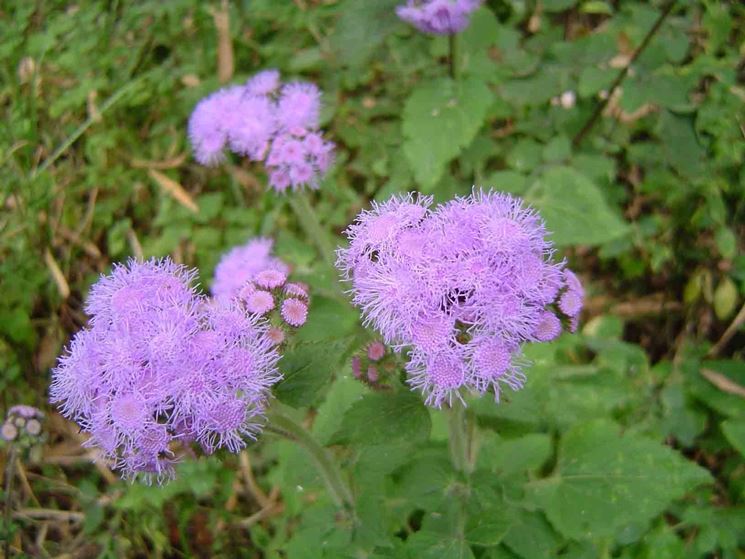 fiore dell'agerato