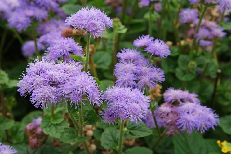 ageratum houstonianum