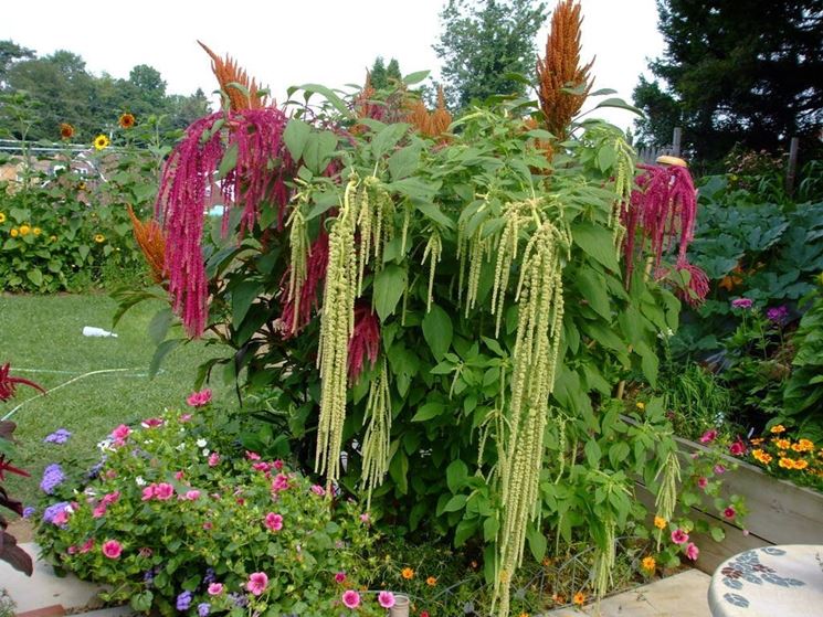 amaranthus caudatus