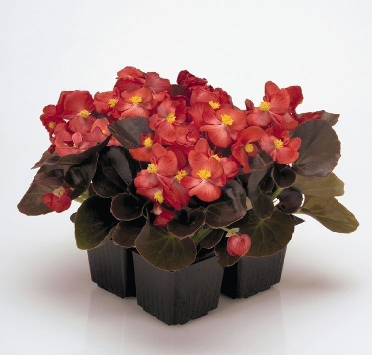 Risultati immagini per begonia semperflorens