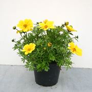 Bidens