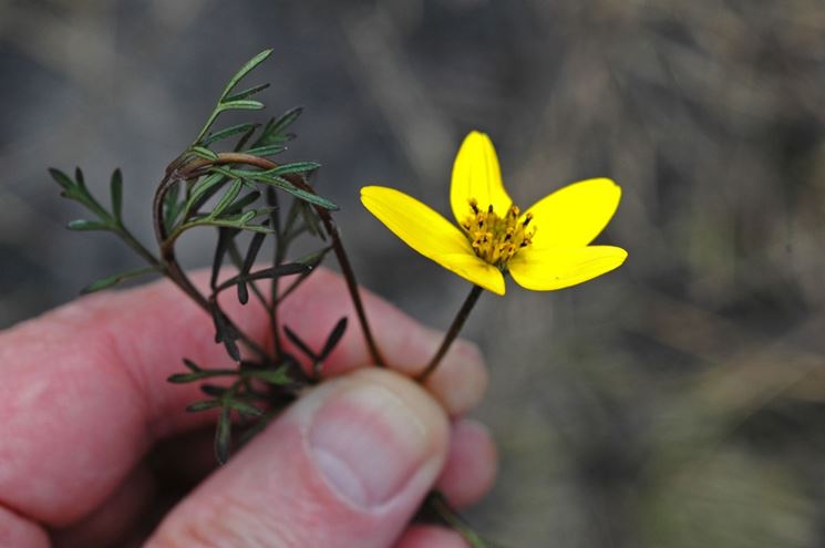 Bidens