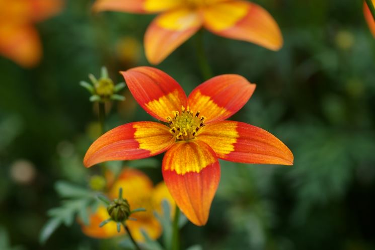 bidens piante