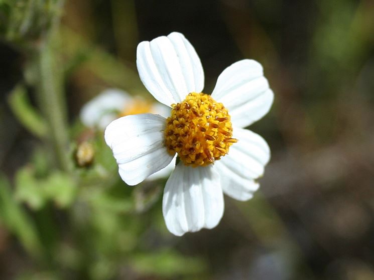 bidens