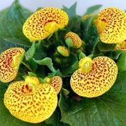 Calceolaria