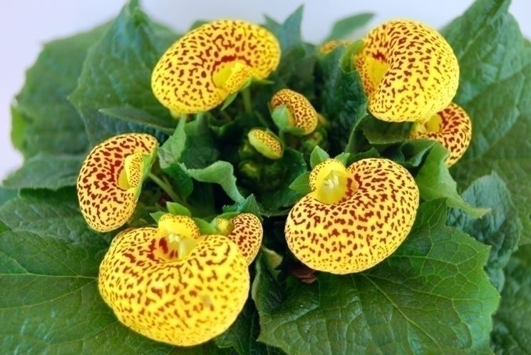 Calceolaria