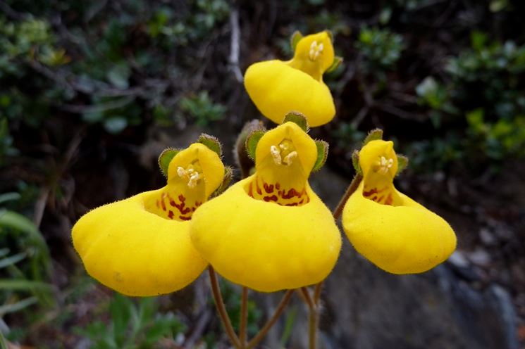 calceolaria biflora