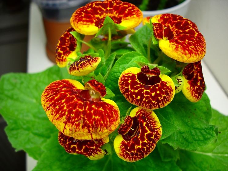 calceolaria hybrid