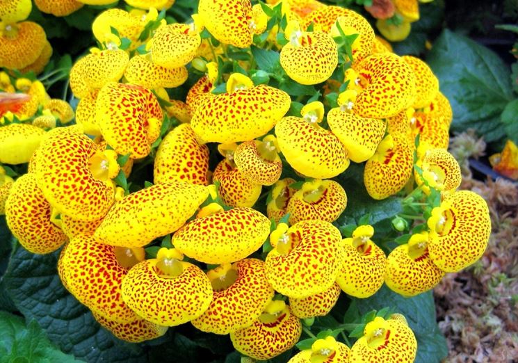 calceolaria