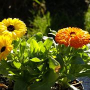 Calendula