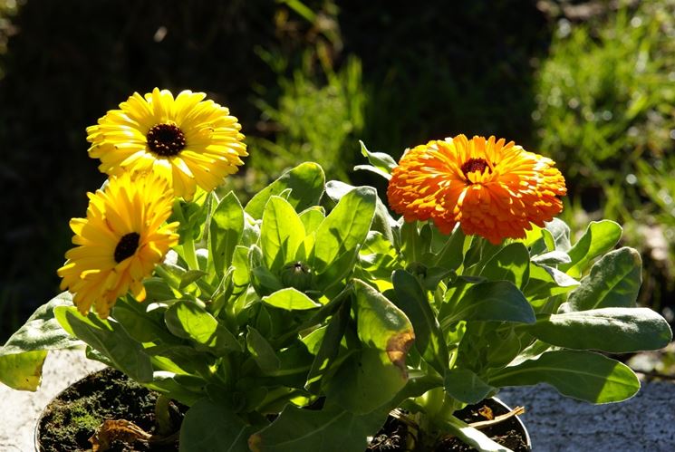 Calendula