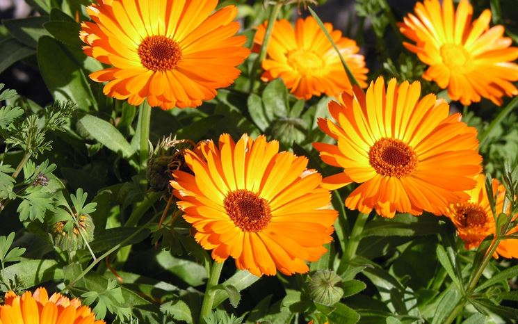 fiori calendula