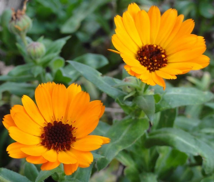 fiori calendula