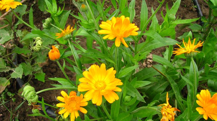 calendula officinalis