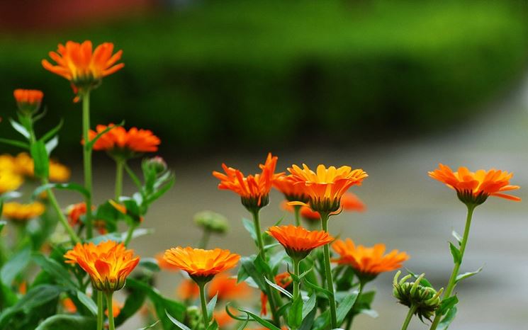 Calendula