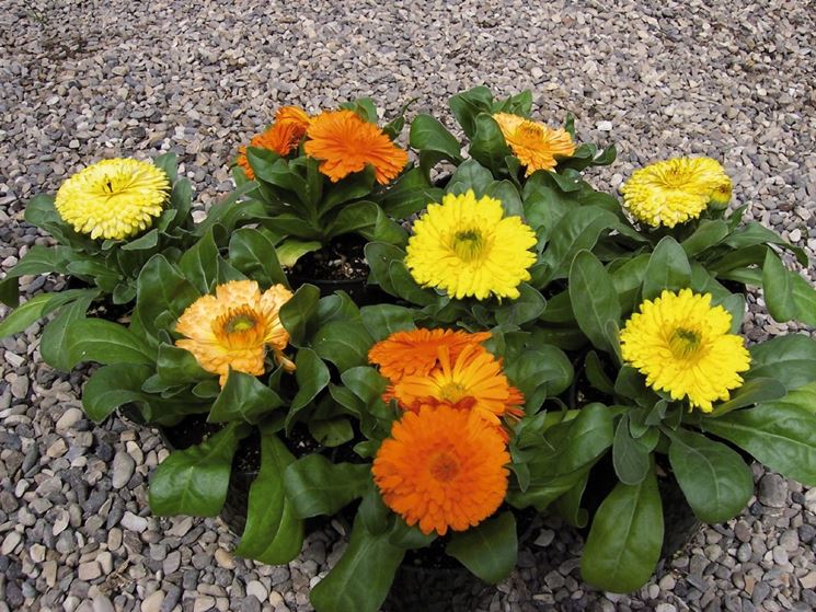 fiori di calendula