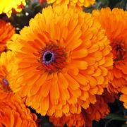 calendula pianta