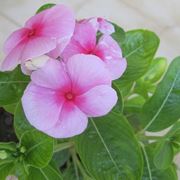 Vinca