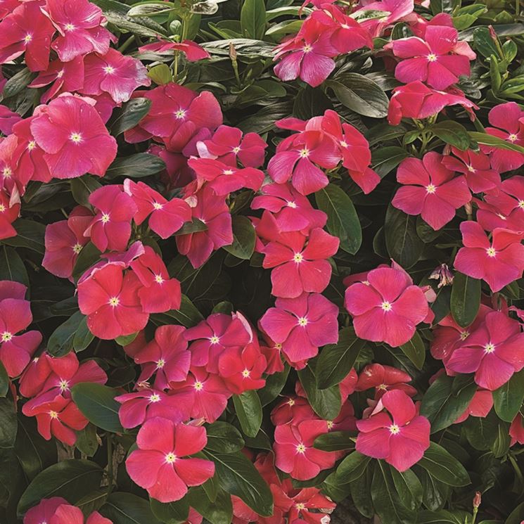 fiori vinca