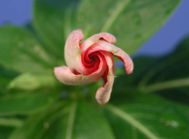 pervinca del madagascar