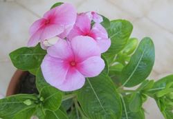 Vinca