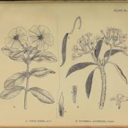 vinca rosea