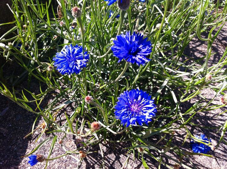 fiordaliso in vaso