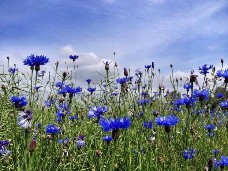 fiordaliso nel prato