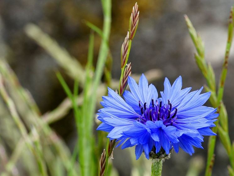 centaurea cyanus