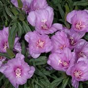 Clarkia amoena