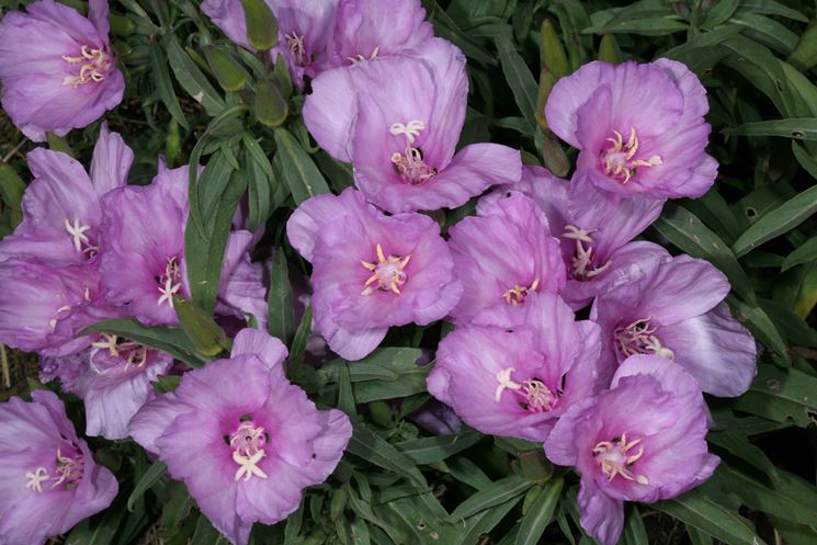 Clarkia amoena