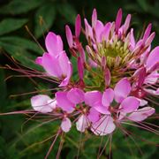 Cleome