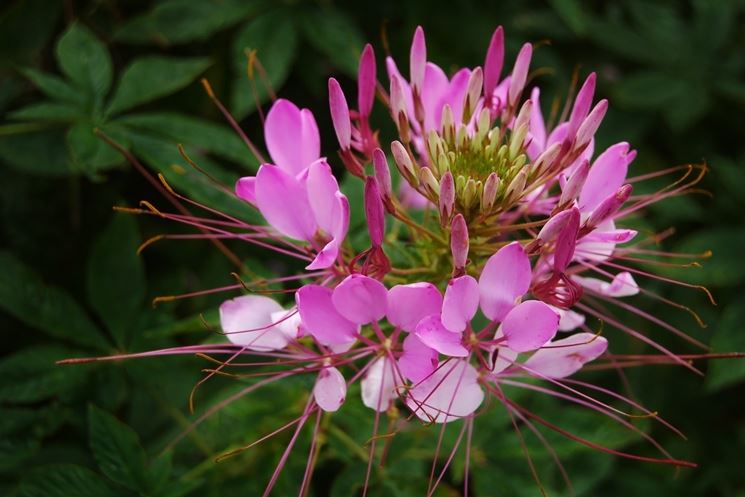 Cleome