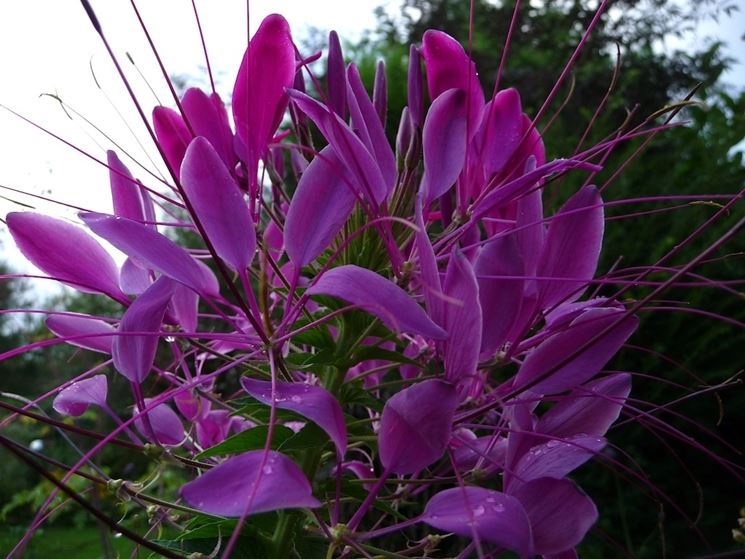 Cleome