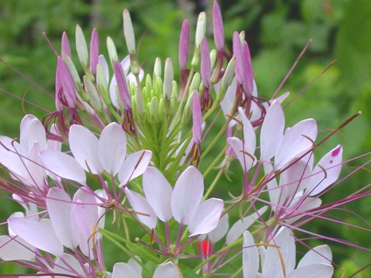 cleome