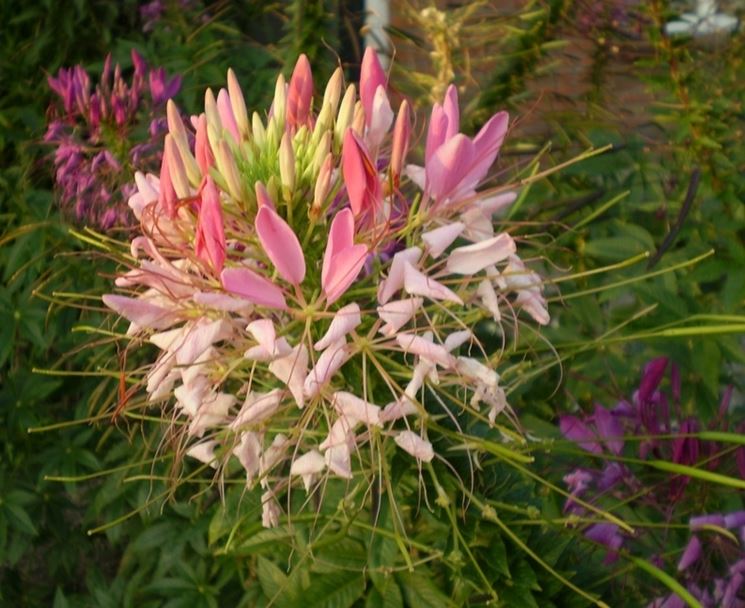 cleome