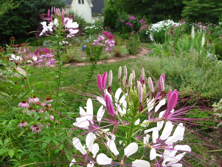 cleome