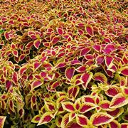 Coleus blumei