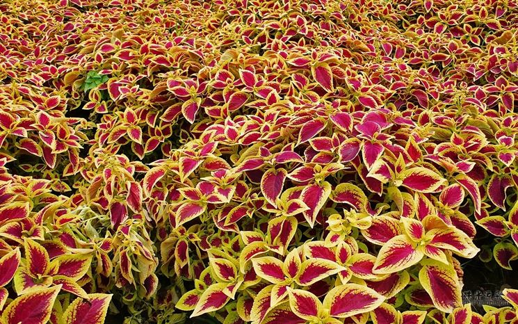 Coleus blumei