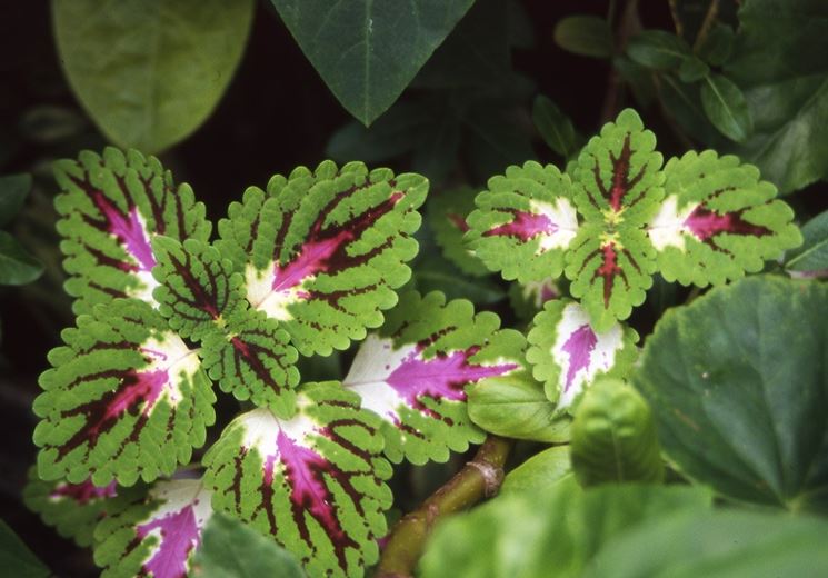 Coleus