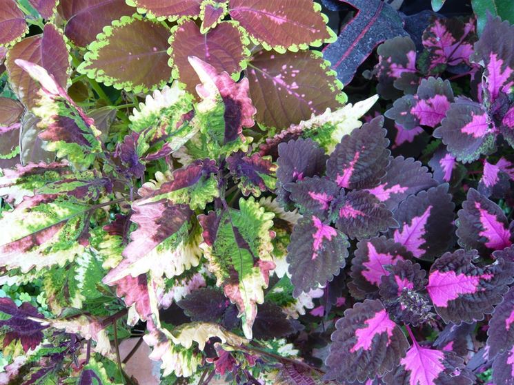 Coleus