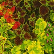 coleus