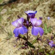 Collinsia grandiflora