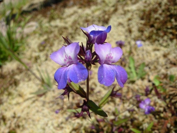 Collinsia grandiflora