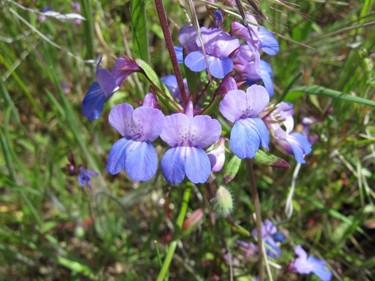 collinsia