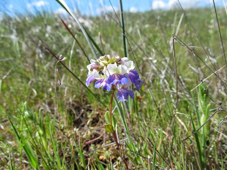 collinsia